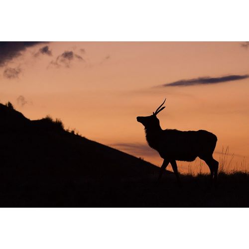 Young Bull Elk-Sunset Silhouette